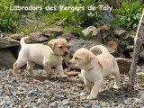 Labradors des vergers de Taly