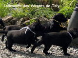 Labradors des vergers de Taly