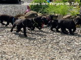Labradors des vergers de Taly