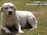 Lucie