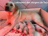 Labradors des vergers de Taly