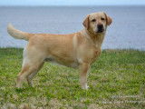 Authentique Retriever