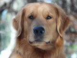 Authentique Retriever