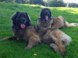 Les Leonbergs des loulous Breizhoo