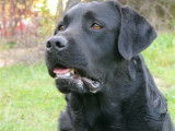 Labradors Miodyca