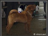Shar Pei du bois de l'Altaïr