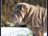 Shar Pei du bois de l'Altaïr