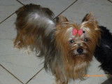 Elevage de Yorkshire Terrier de Villardières