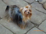 Elevage de Yorkshire Terrier de Villardières