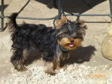 Elevage de Yorkshire Terrier de Villardières