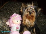 Elevage de Yorkshire Terrier de Villardières