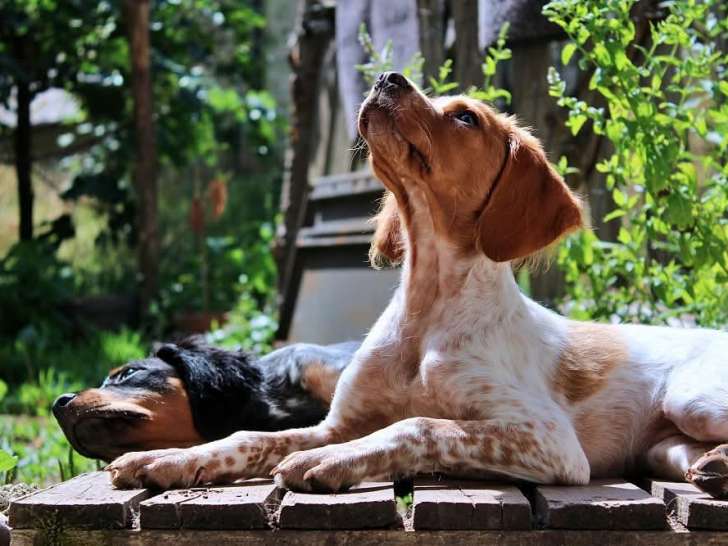 Les Étangs de Dame Blanche