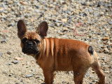 Les Bouilles de la Garonne
