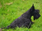Scottish -Terrier du Manoir de Caupenne