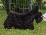 Scottish -Terrier du Manoir de Caupenne