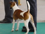 Fox-terriers poil lisse de Grandrieux