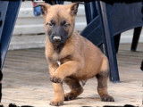Les Loups Du Ranch