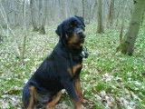 Elevage de Rottweiler