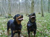 Elevage de Rottweiler