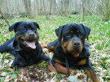 Elevage de Rottweiler