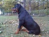Elevage de Rottweiler