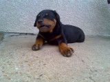 Elevage de Rottweiler
