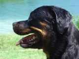 Elevage de Rottweiler
