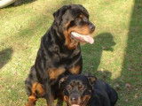 Elevage de Rottweiler