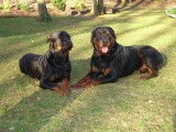 Elevage de Rottweiler