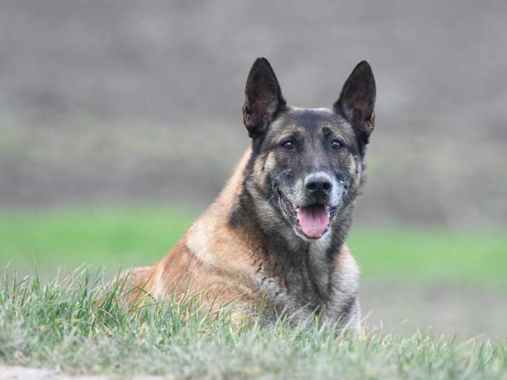 De la Vallée du Grand Loup