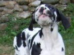 Von Doggen Kaiser