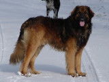Des neiges de Chantelouve