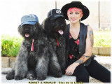 Bouvier des Flandres du Clos de la Luette