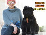 Bouvier des Flandres du Clos de la Luette