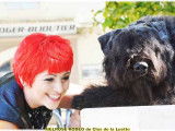Bouvier des Flandres du Clos de la Luette