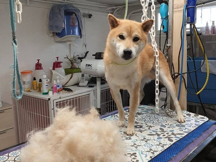 Un beau Siba Inu (chien japonais) pendant son toilettage