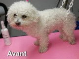 Un beau Bichon avant sa coupe