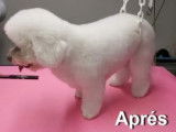 Le Bichon en coupe ciseaux