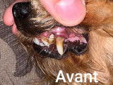 Les dents d'un chien avant le nettoyage