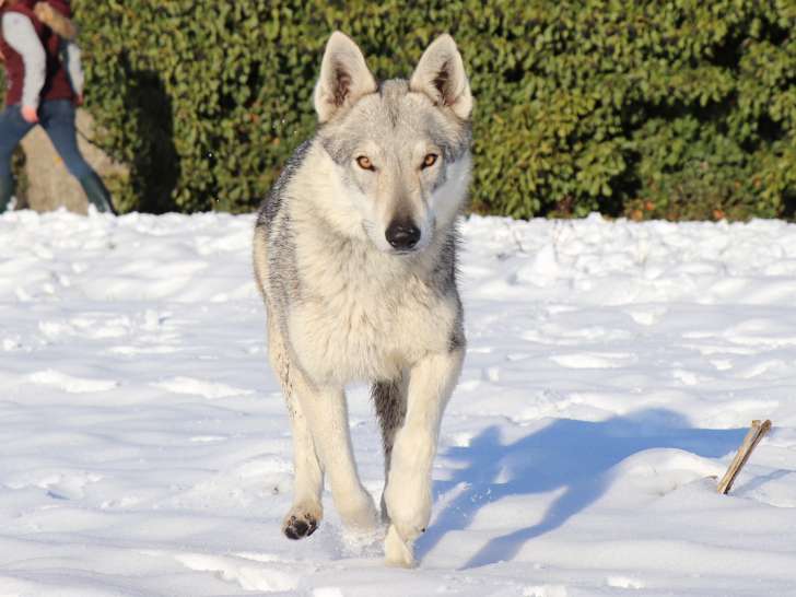 Night Blue De L'&Acirc;me des Loups