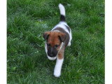 fox-terrier-poil-lisse-chiot-disponible-nord