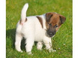 Magnifique chiot fox-terrier à poil lisse du Castel des Prés dans le Nord