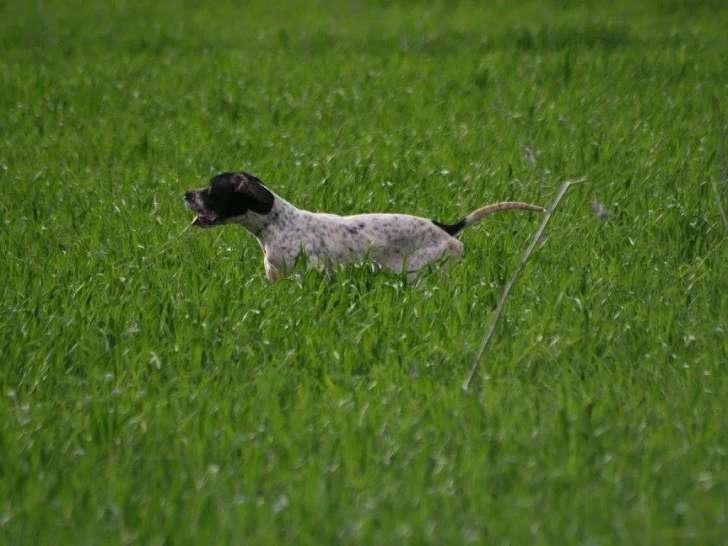 Laurent Veyssi&egrave;re
