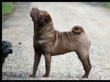 Shar Pei du nuorilang