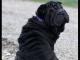 Shar Pei du nuorilang