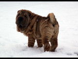 Shar Pei du nuorilang