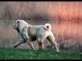 Shar Pei du nuorilang