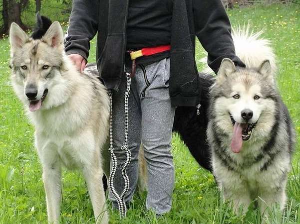 Centre canin Le pacte des loups
