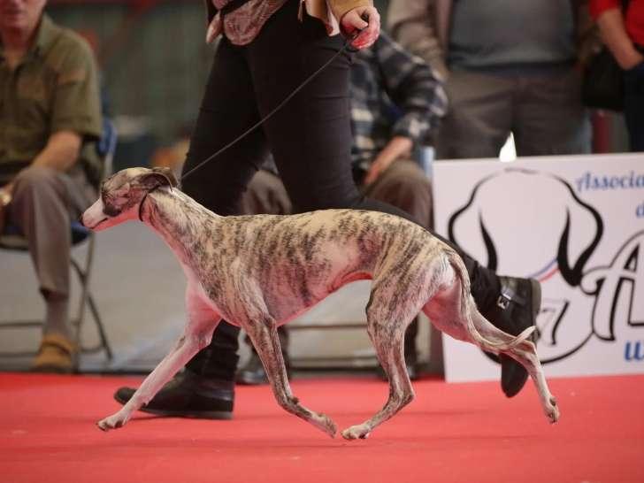 Association Canine Territoriale de La Haute-Vienne