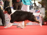 Association Canine Territoriale de La Haute-Vienne